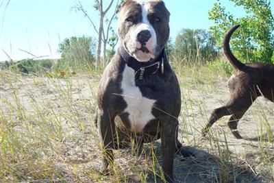 Stud Dog